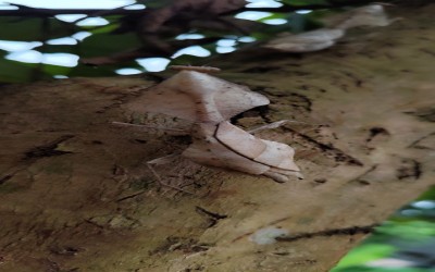  DEROPLATYS MANTIS LOBATA/ BELALANG SEMBAH LOBATA